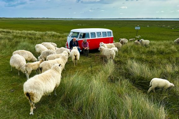Rotweißer VW Bulli auf einer Wiese inmitten von Schafen